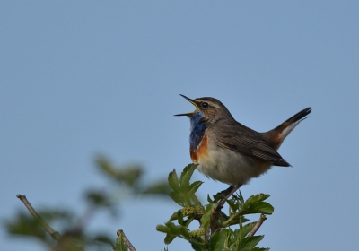 Blauwborsten zijn als je ze weet te vinden zulke mooie en leuke vogels om te mogen fotograferen