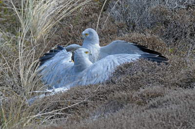 Verleden jaar het geluk gehad om 2 vechtende mannen in de lucht te fotograferen,vandaag kwamen deze twee letterlijk en figuurlijk uit de lucht vallen,poten verstrengeld en op de grond doorgaan met het gevecht,niet gelet op instellingen en met een veel te snelle hartslag afgedrukt en dan zit je thuis achter de computer en dan moet je uit tig foto's kiezen.Ik heb deze foto gekozen vanwege het inponeer gedrag van deze stoere vogels.De voorste kiek droop de aftocht en ging er vandoor,achterna gezeten door de ander die later alleen terug kwam,een onvergetelijke ervaring.