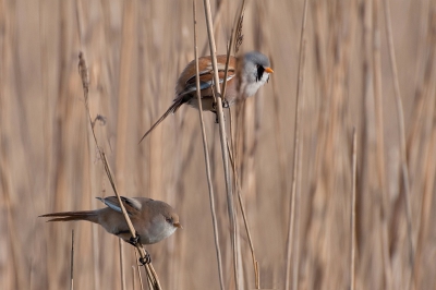 Koppeltje Baardmannen in het riet nabij de vogelkijhut Jaap Deensgat. De eerste en de enige keer dat ik een stelletje zag