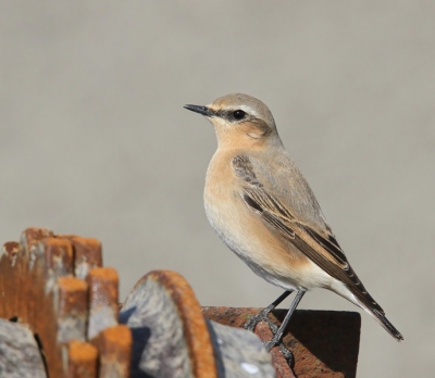 Deze tapuit zat samen met nog twee andere steeds om en nabij een oude landbaouwmachine te foerageren. Foto gemaakt met Canon7D en 400mm lens icm 1.4 converter.
