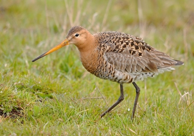 gisteren tussen de buien door, droog weer. de grutto en meerderen
waren langs de weg aan de water kant voedsel aan het zoeken. zodoende afstand tot de vogel nog geen 7 meter.