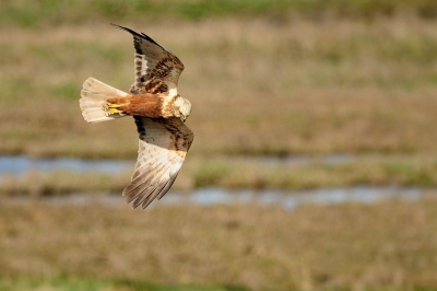 Vloog enkele rondjes boven het riet bijna ter hoogte van mijn mobiel hutje wel nog op een afstandje !