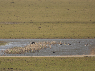 Kom je niets vermoedend even op de bult kijken, zit er een zwarte ibis in het plasje. Opvliegend vind ik hem leuker hier. De grauwe ganzen met jongen kijken toe.