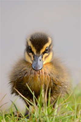 Vanmorgen gingen mijn zoontje en ik eendjes voeren. Vanaf de overkant kwam een moedereend met 8 jongen aanzwemmen, de eerste in onze buurt. Gelukkig had ik behalve een zak oud brood ook mijn camera meegebracht.