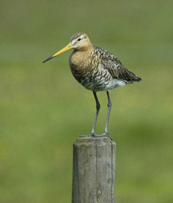 Nog maar een foto van een poserende grutto.
Nikon D70 met Sigma 135-400 mm APO