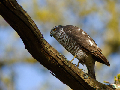 Maandag deze mooie Eurasian Sparrowhawk in den Haag vast kunnen leggen