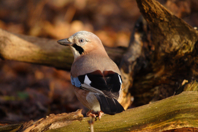 De Vlaamse Gaai is een schuwe vogel die meestal snel maakt dat hij weg komt, als hij merkt dat er onraad is.
De scherpe blik in zijn ogen en zijn zware snavel laten duidelijk zien dat hij een kraaiachtige is.