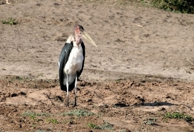 Deze  vogel zal niet de prijs winnen voor moeders mooiste !