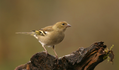 Een dag doorgebracht in de hut van Han Bouwmeester, je komt ogen tekort, zoveel aanbod :-),en zeker voor herhaling vatbaar.

En deze dame kwam ook regelmatig even langs