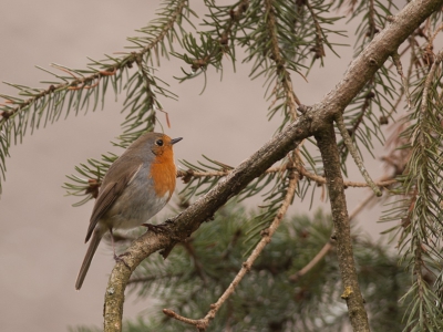 Hier weer een plaatje van mn achtertuin model..erg leuk om hier thuis te oefenen met fotograferen...