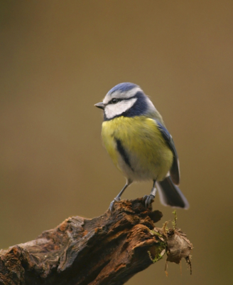 Ook de pimpelmezen waren talrijk vertegenwoordigd bij de hut, en namen ook de moeite om regelmatig even mooi te poseren.