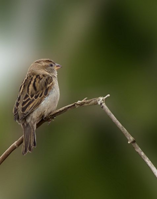 oefenen met de converter erbij, mussen spelen altijd bij ons in de boom, ditmaal weer een mooie mus