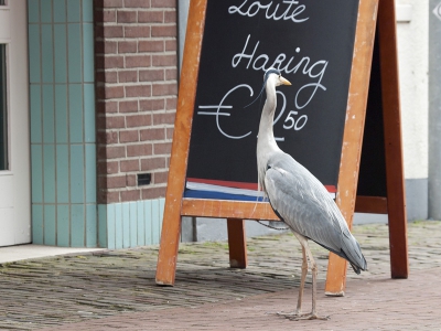 "He dat is ook duur!" denkt hij misschien.
Bij de viswinkel in Hoorn zorgen deze reigers vaak voor opzien vooral bij de touristen.