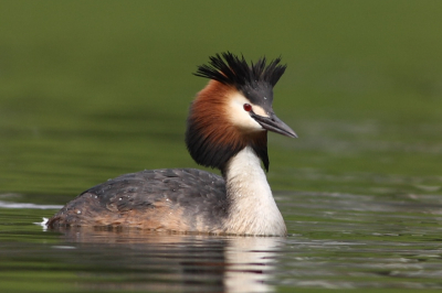 Voor de maandopdracht wilde ik de fuut in de stadsomgeving plaatsen. Helaas lukte dat niet goed. Wel heb ik een paar duidelijke foto's van het mannetje overgehouden. Normaal vind ik birds-in-flight leuker, maar voor een fuut met zijn kuifje omhoog maak ik een uitzondering. Hopelijk kan ik binnenkort de kleintjes goed zien.