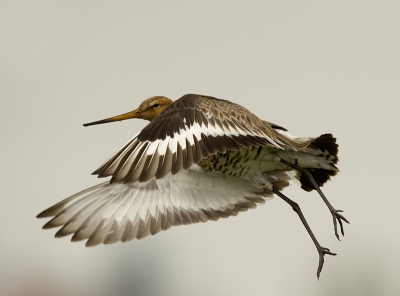 vanmiddag een grutto op een paaltje.  Die had ik dit jaar nog niet gezien (op een paaltje)  een paar foto,s gemaakt en wachten op de vlucht op gepaste afstand.