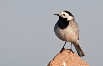 Zomaar een kwik op zomaar een steen in een polder waar ook veel gelekwikstaarten voorkomen.
Gr Arie.