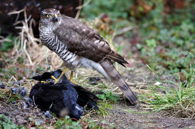 hoop herrie in de straat ,van allermerende kauwen en eksters,deze sperwer had een kauw geslaagen,en zorgde voor veel paniek!