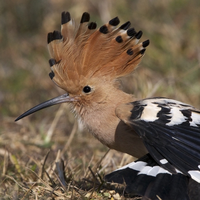 Een detail uit een serie waarvan ik er al eerder een plaatste. Zou wel willen dat er meer vogels waren die zich zo laten benaderen.