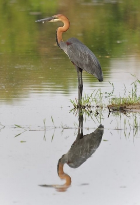 Deze reiger kon op zijn jacht naar vis heel lang stil blijven staan. Vanuit schuilhut bij Skukuza met zandzak.