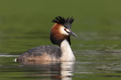 Voor de maandopdracht wilde ik de fuut in de stadsomgeving plaatsen. Helaas lukte dat niet goed. Wel heb ik een paar duidelijke foto's van het mannetje overgehouden. Normaal vind ik birds-in-flight leuker, maar voor een fuut met zijn kuifje omhoog maak ik een uitzondering. Hopelijk kan ik binnenkort de kleintjes goed zien.