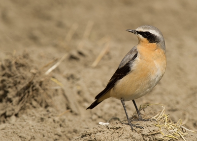 Op de nog onbewerkte klei van Friesland zat deze man tapuit gewoon mooi te wezen in een heerlijk zonnetje