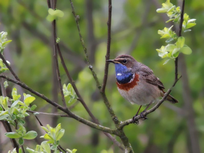 Blauwborst zat met een rietgors en tjiftjaf in een haagje bij de Beerze