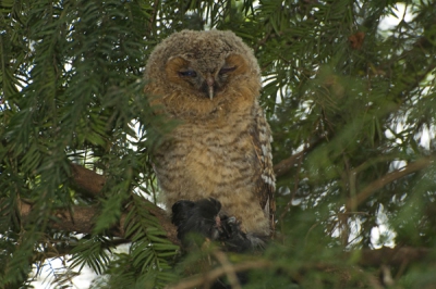 Na jaren weer jonge bosuilen (4!) in het park. Een lust voor het oog en het oor. Soms allemaal op een rij. Een enkele keer zijn ze overdag te vinden, meestal niet. Dit uilskuiken heeft een (te) grote prooi, veren zijn er niet gevonden.