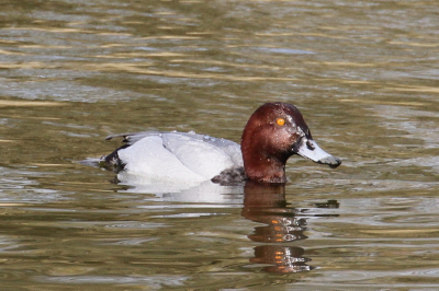 Bij het opnieuw bekijken van wat foto's van de vorige maand viel me pas het gele oog van deze "tafeleend" op. Het blijkt dus een roodkopeend te zijn, gefotografeerd  vanuit de lepelaarhut te Almere.
