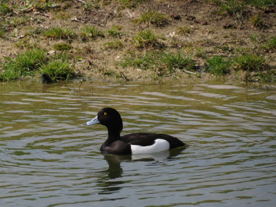 Over het algenmeen erg schuwe vogels die je snel opgemerkt hebben. Deze was gelukkig niet zo schuw