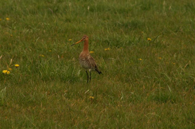 De grutto stond eenzaam en allen in het hoge gras.