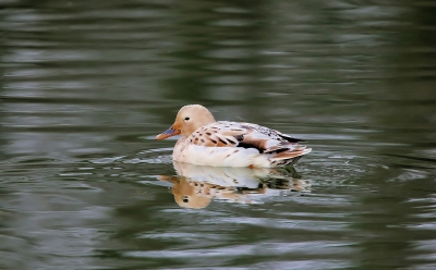 Hallo, deze eendensoort kwam ik tegen bij mijn wandeling langs het Apeldoorns kanaal. heb hem al vaker gezien maar wil nu toch wel graag weten wat het is... Ik kan hem niet vinden tussen de bestaande eendensoorten, een mix misschien??