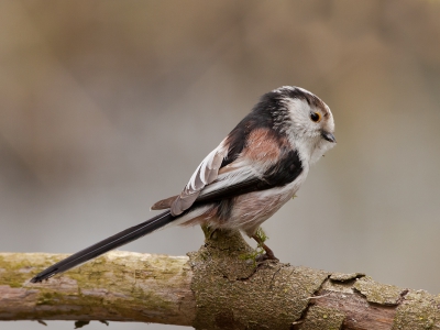 En dan loop je door het bos heen en plots zie je uit je ooghoeken dat er vogel aanwezig is. In dit geval een Staartmees die rustig aan het rond kijken was en mij mooi de tijd gaf om een serie te maken. 
Meer op de site.

Groet,
Andr