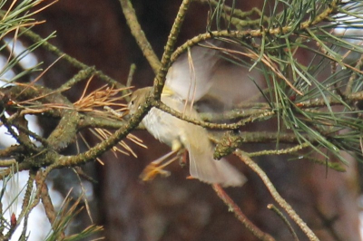 Fitis die een rups uit de boom pikt. Ben een beginnend fotograaf en ben toch best wel trots op deze foto. Ik hoop reacties te krijgen of ik op de goede weg ben...