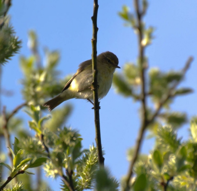 erg bewegelijk vogeltje sprong van takje naar takje en zong uit volle borst graag wat tips ben nog een beginner