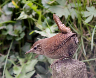 deze winterkoning kwam ineens voorbij flitsen,  terwijl ik weer eens anders in het lens had dus toch maar geprobeerd om hem hier te plaatsen.