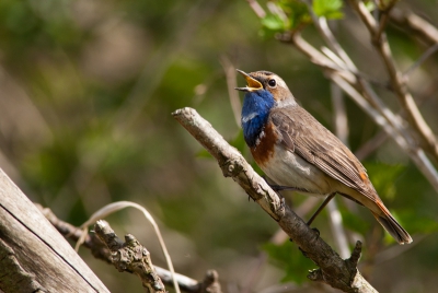 Vanmiddag dus een hele serie kunnen maken van deze heerlijke vogel, met zijn schitterende gezang.