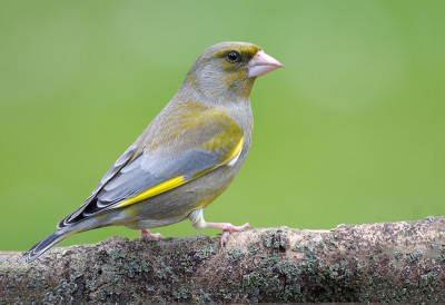 Er zitten op het moment 6 Groenlingen in mijn tuin die zich regelmatig even laten zien..om ze te fotograferen was me tot nu toe nog niet gelukt maar vorige week werkte er 1 toch mee vind het zelf nog wel een aardige foto geworden