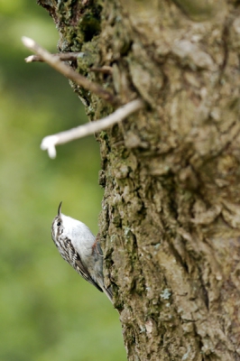 Boomkruiper ontdekt bij het rondrijden door de polder. Een bewegelijk grappig vogeltje.