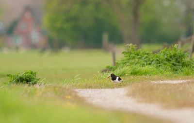 Gisteravond na het eten even een rondje op de fiets. Vaak ga ik dan naar het Kwakelpad, niet ver van mijn huis. Een heerlijk landelijk pad, misschien krijg je zo al een indruk met de Scholekter die het beeld af maakt.