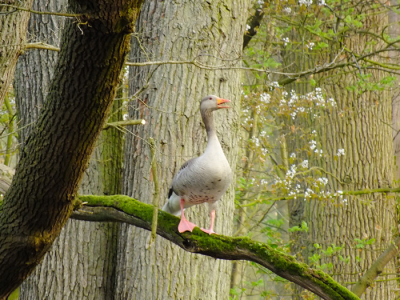 Zo kom je ze niet vaak tegen. Liep in het bos en wat zag ik daar in de boom,een gans en dat maak je niet alle dagen mee