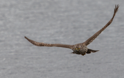 Er stond een behoorlijke wind, zodat er, afgezien van de standaard watervogels, weinig kleine vogels te zien waren. 
Totdat deze havik zich plotseling liet zien en over het water scheerde.
Vanuit een hut/scherm aan het water geschoten en dit was meteen mijn foto van de dag.