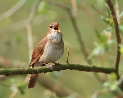 Vanmorgen kreeg ik nog een kans om een Nachtegaal te fotograferen. Bij dit soort vogels moet je wel wat geduld hebben, want ze blijven in de dichte dekking zitten. Uiteindelijk kon ik hem mooi vrij en zingend fotograferen.