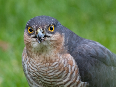 Woensdagavond wilde ik koffie zetten en ik draai me om in de keuken en zie in de achtertuin iets bewegen wat leek op een grote vogel.
Ik keek goed en kreeg gelijk de kriebels want het was de Sperwer met prooi (Mus)!!
Gelijk heb ik mijn camera gepakt en gekeken naar een positie om alles mooi op de foto zetten, maar dat viel niet mee want hij had de meest beroerde plek uitgekozen.
Vanuit de woonkamer was geen optie want er staan struiken tussen de Sperwer en mij, dus toen maar zachtjes naar buiten.
Ik heb het statief in de kamer op hoogte gezet en alles gemonteerd en toen door de steeg (op sokken toevallig) naar de plek van de Sperwer.
Een laag standpunt was niet mogelijk want ik heb daar struiken staan dus uiteindelijk tussen 2 takken door heb ik een serie gemaakt. Ik heb rond de 250 foto's kunnen maken in het kwartier. Gezien de omstandigheden ben ik er heel erg blij mee.
Meer op http://verlaat-fotografie.nl/recent.html

Groet,
Andr