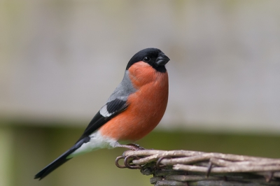 Vandaag kwam deze goudvink een bezoek brengen aan mijn tuin. Dit jaar voor het eerst gezien in mijn tuin.