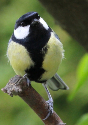 Koolmees die in de tuin de situatie opneemt. De foto spreekt mij aan door de stand van het kopje.