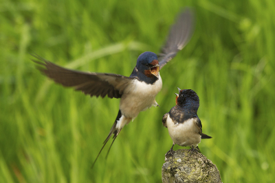 Ze lijken altijd zo te bekvechten met elkaar. Ze bouwden in ieder geval samen een nest, dus het zal wel meevallen.