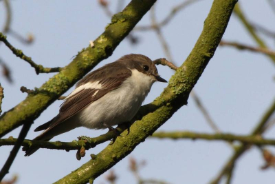 Zag dit vogeltje voor het eerst . Het paartje maakt op dit moment een nestje in een nestkastje naast ons vakantiehuis.
