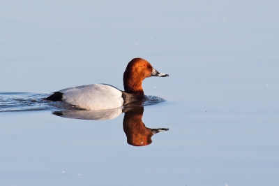 Deze tafeleend was de eerste van vele verschillende eenden die 's ochtends langs dobberde op de westerplas op Schiermonnikoog.