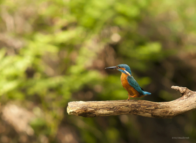 Na lang aarzelen besloten om eens een foto te plaatsen. Altijd met veel bewondering naar het werk van anderen gekenen. Lang gezocht en gewacht om deze foto van een parmantig stappend ijsvogeltje te kunnen maken. Uiteindelijk bijna in m'n achtertuin gelukt. Compositie was ivm de omstandigheden terplaatse niet anders te maken.