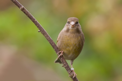 Controleren hoe deze foto weergegeven wordt in birdpix.